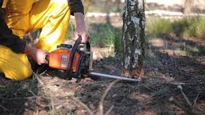 How Our Tree Care Process Works  in  Grayslake, IL