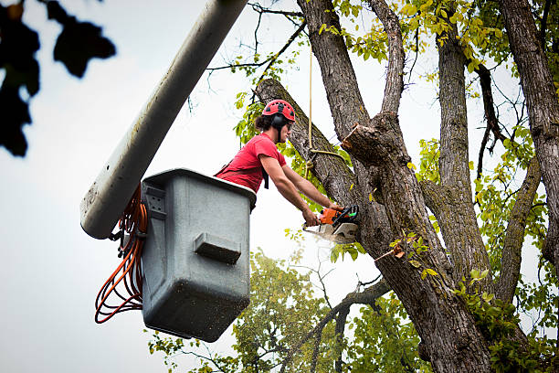 Best Palm Tree Trimming  in Grayslake, IL